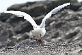 Seagull13